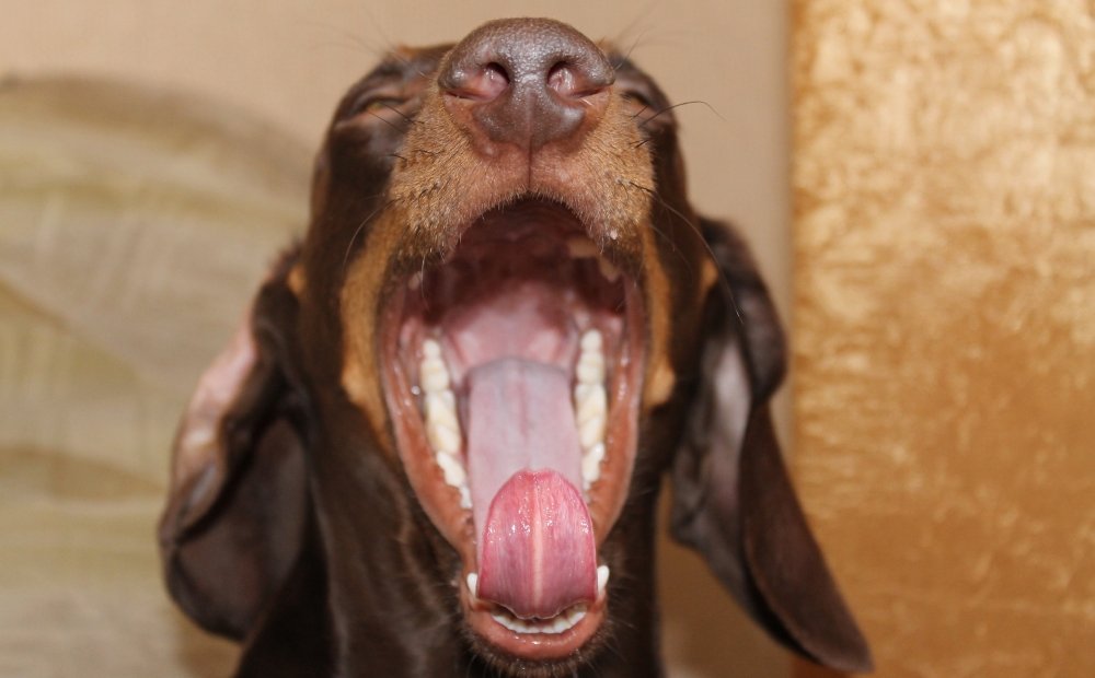 Якщо позіхнути поруч з собакою, вона теж позіхне?