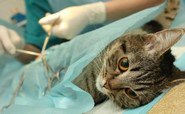 Чи змінюється характер кішок після стерилізації чи кастрації?