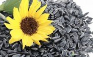 Чи правда, що насіння соняшника шкідливе?