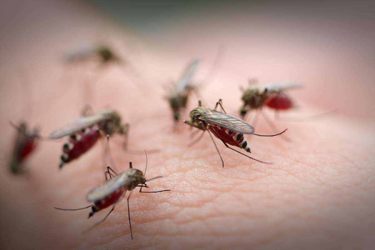 Як відігнати комарів?