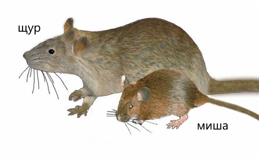 Яка різниця між щурами і мишами?