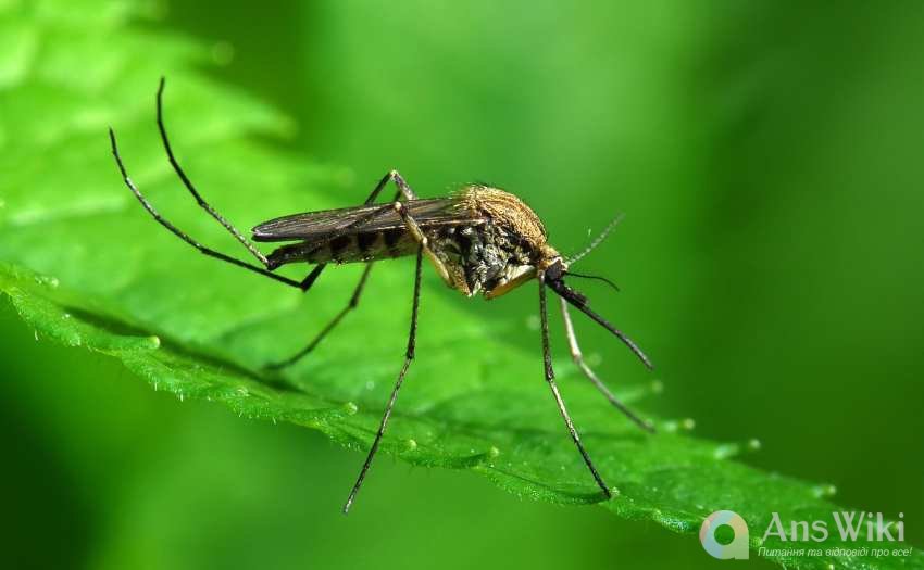 Чому комарі пищать?